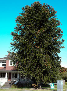 Monkey Tree in Kitsilano, Vancouver