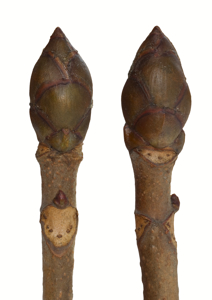 Buds for identification