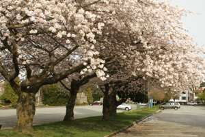 Kitsilano Beach Park
