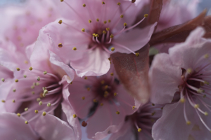 Cherry blossom festival