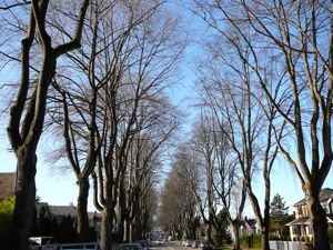 Tulip trees on 10th Ave Kitsilano, Vancouver
