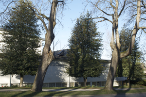Three holly trees in a row by Kits Community Centre