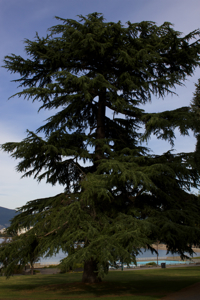 Cedar tree