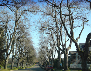 Beautiful boughs and twigs of Catalpa on 12th Ave