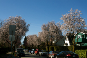 Cherry Blossoms