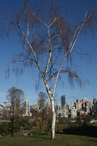 Birch with a view