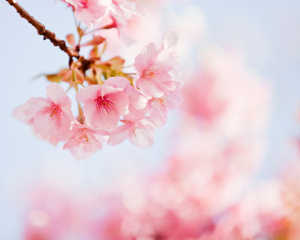 Cherry blossom