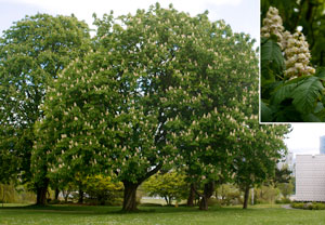 Flowering Horse Chestnut in Vanier Park