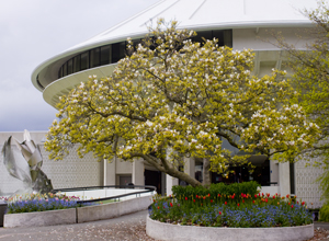 Saucer Magnolia
