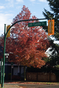 Fall colour on Cypress and 12thk