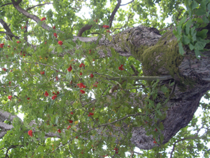 Tree growing out of another tree