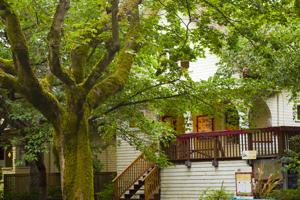 Maple Trees