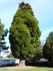 Incense Cedar near Maritime Museum