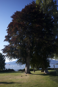 Copper beech